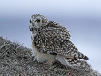 IMG 2295c  Short-eared Owl (Asio flammeus)
